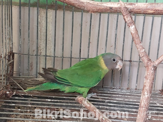 Plum headed Parakeet ( টিয়া পাখি)